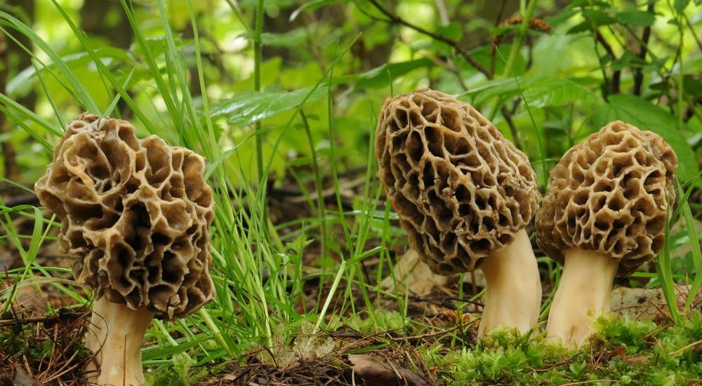 morel mushroom