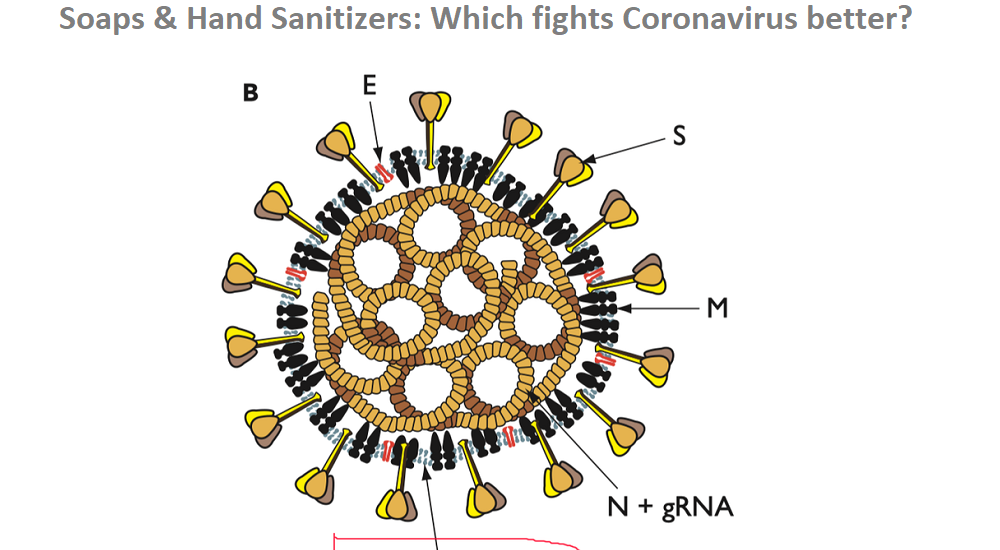 corona virus