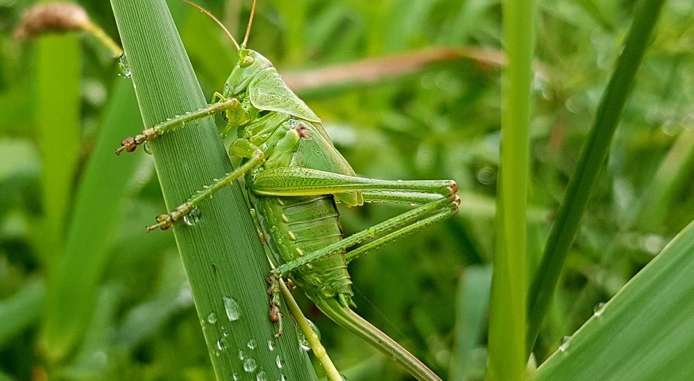 Tips to Care Your Home and Garden from Insects