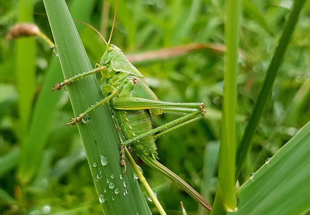 how-to-get-rid-of-small-bugs-in-bedroom-www-resnooze