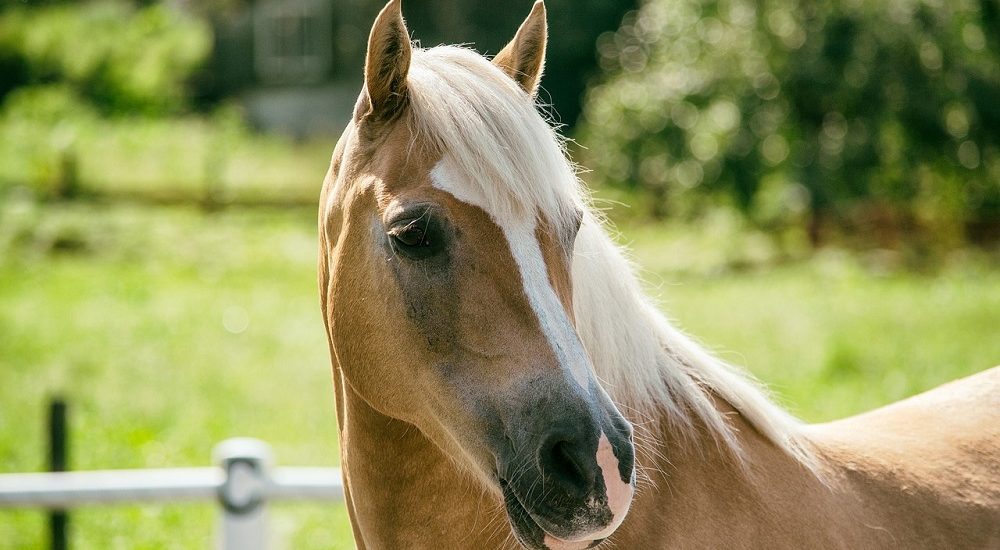 haflinger