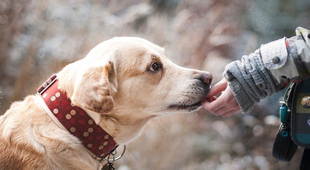 Kids with dogs